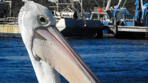 eye-of-pelican