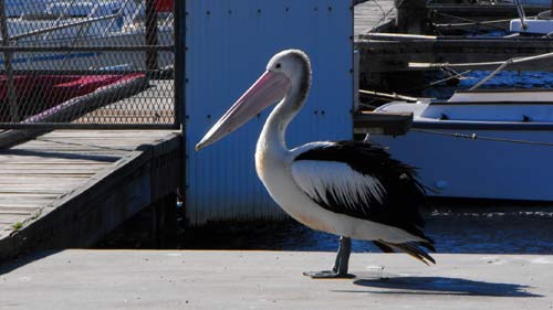 pelican