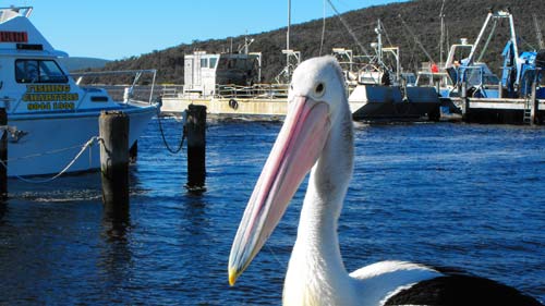 pelican_fishing-boat-harbou