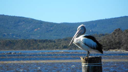 pelican_pole