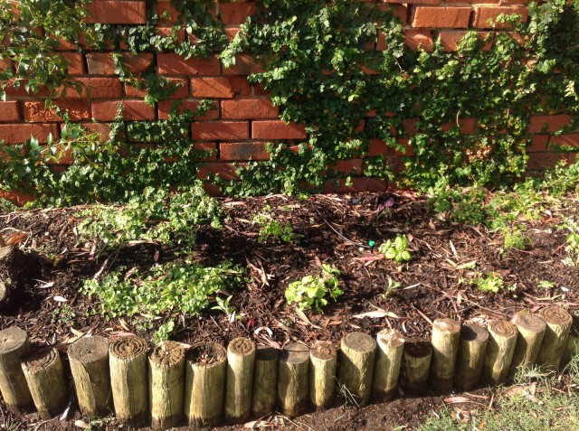 my Streetside herbs